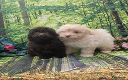 Pomapoo dogs for sale: 🩷ROSIE AND JIM💙 F1 POMAPOO BABIES - Image 1