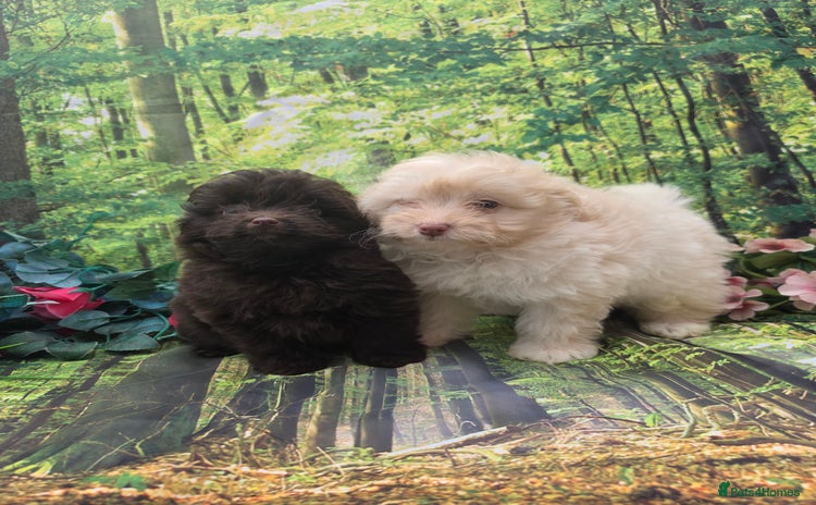 Pomapoo dogs - Advert 1