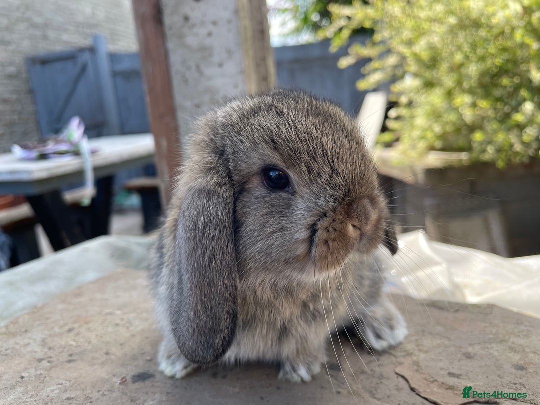 Mini Lop rabbits for sale: Mini lops ready to reserve  - Image 4