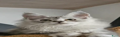 Maine Coon Kitten 2