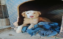 Labrador Retriever dogs for adoption: Milka - Image 2