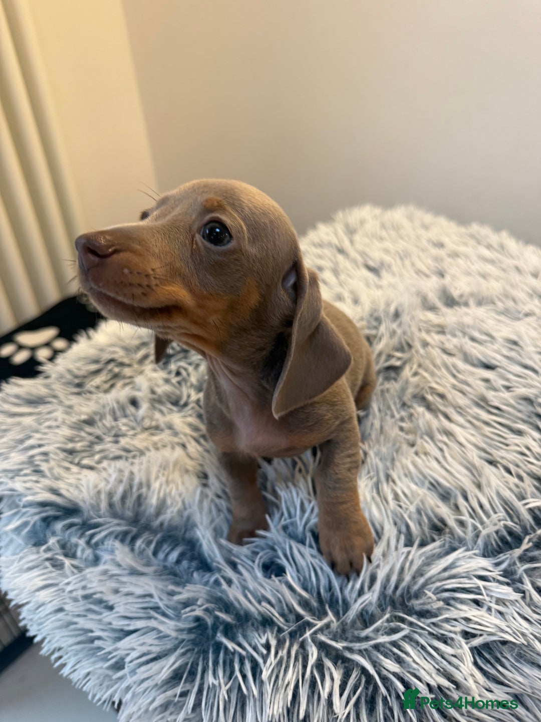 Miniature Dachshund dogs for sale: Beautiful smoothed haired miniature Dachshunds - Advert 21