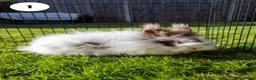 Lionhead rabbits for sale: Lionheads & Minilops - 6 Rabbits Looking for Homes - Advert 5