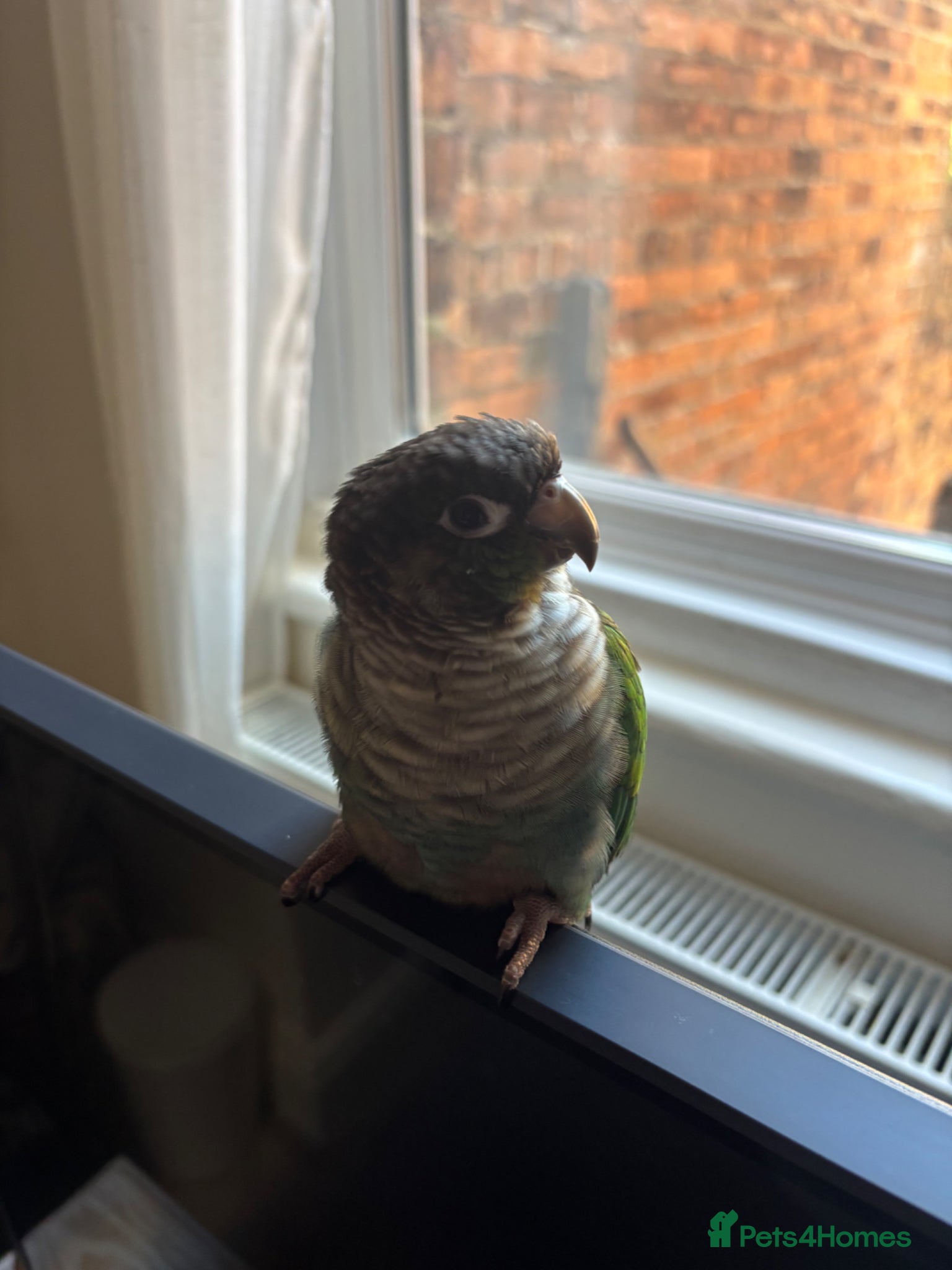 Conures birds Turquoise Green check conure  - Advert 1