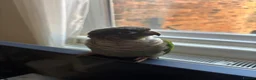 Conures birds for sale: Turquoise Green check conure  - Advert 1