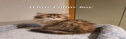 Persian cats for sale: 💖Beautiful Pedigree Chinchilla Persian Kittens.  - Advert 36