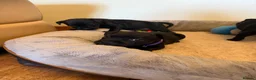 Staffordshire Bull Terrier dogs for sale: Black KC Reg/Health Tested Staffordshire Puppies. - Advert 30