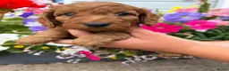 Cockapoo dogs for sale: Cockapoo puppies F1 (licensed breeder) - Advert 16