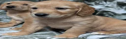 Cockerdor dogs for sale: Stunning Golden Cockerdor puppies  - Advert 7