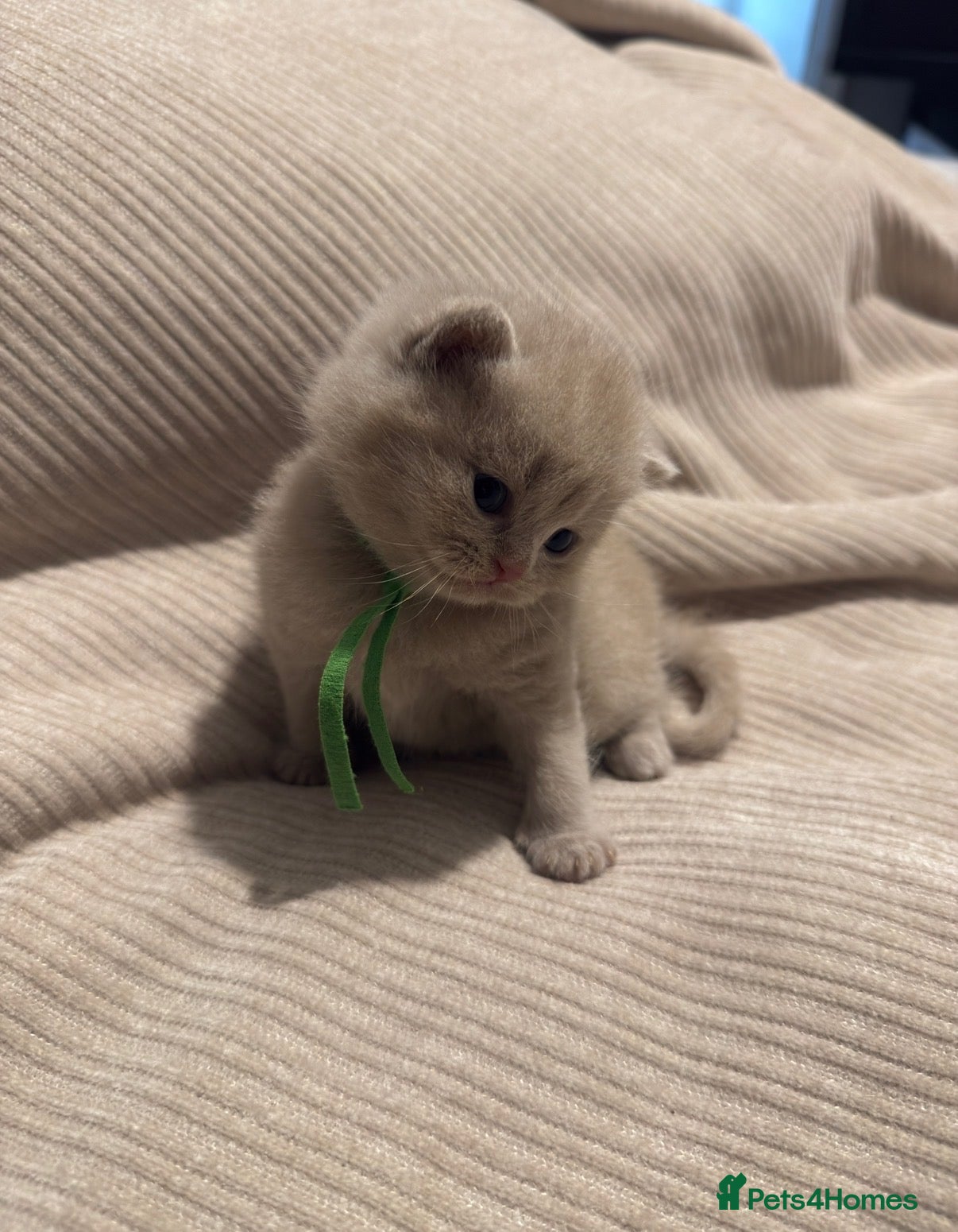 British Shorthair cats Grand Champion Line British Shorthair Kittens - Advert 2