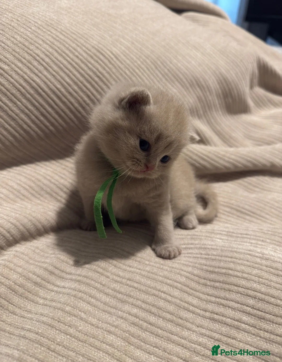British Shorthair cats for sale: Grand Champion Line British Shorthair Kittens - Advert 2