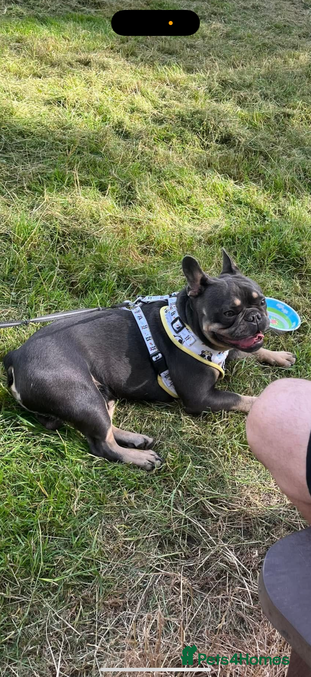 French Bulldog dogs for sale: 2 year old male, name is Blue - Image 4
