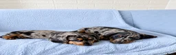 Miniature Dachshund dogs for sale: 5★ LICENSED BREEDER • KC REG BOYS READY NOW  - Advert 3