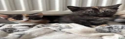 Aegean cats for sale: Aegean kittens ready for new home! 3 Left! - Advert 8