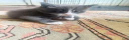 Maine Coon cats for sale: Blue smoke rare XL Maine coons  - Advert 7