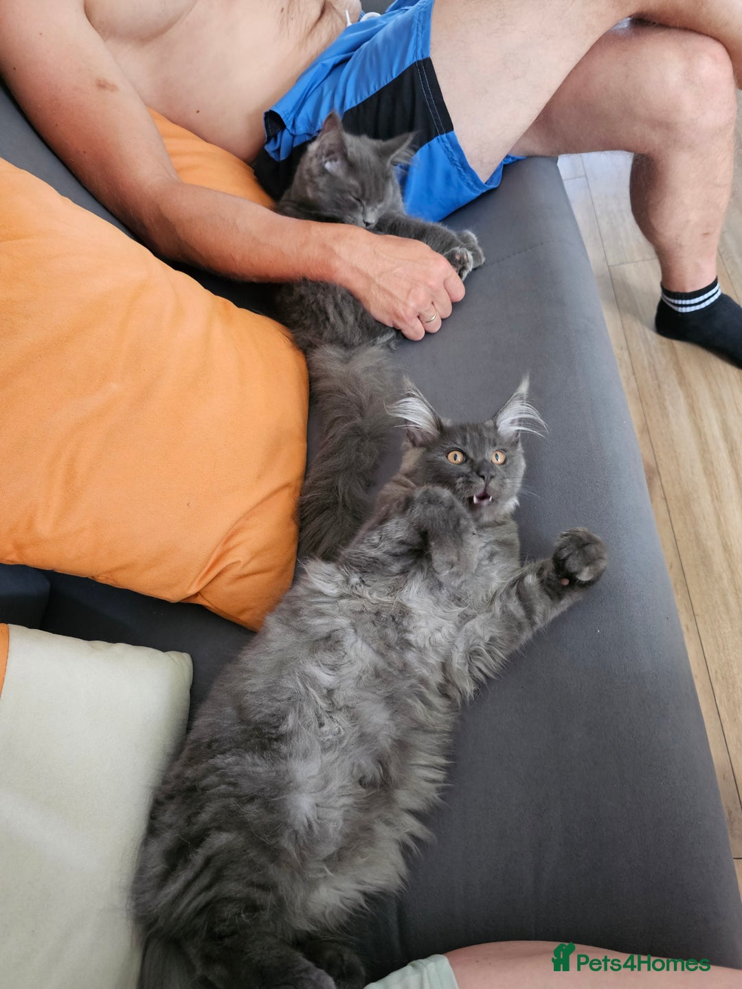 Maine Coon cats for sale: Blue Maine Coon kittens Tica registered in King's Lynn - Image 34
