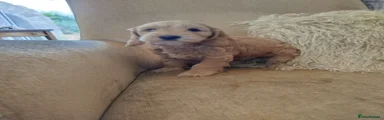 Cockapoo Puppy 1