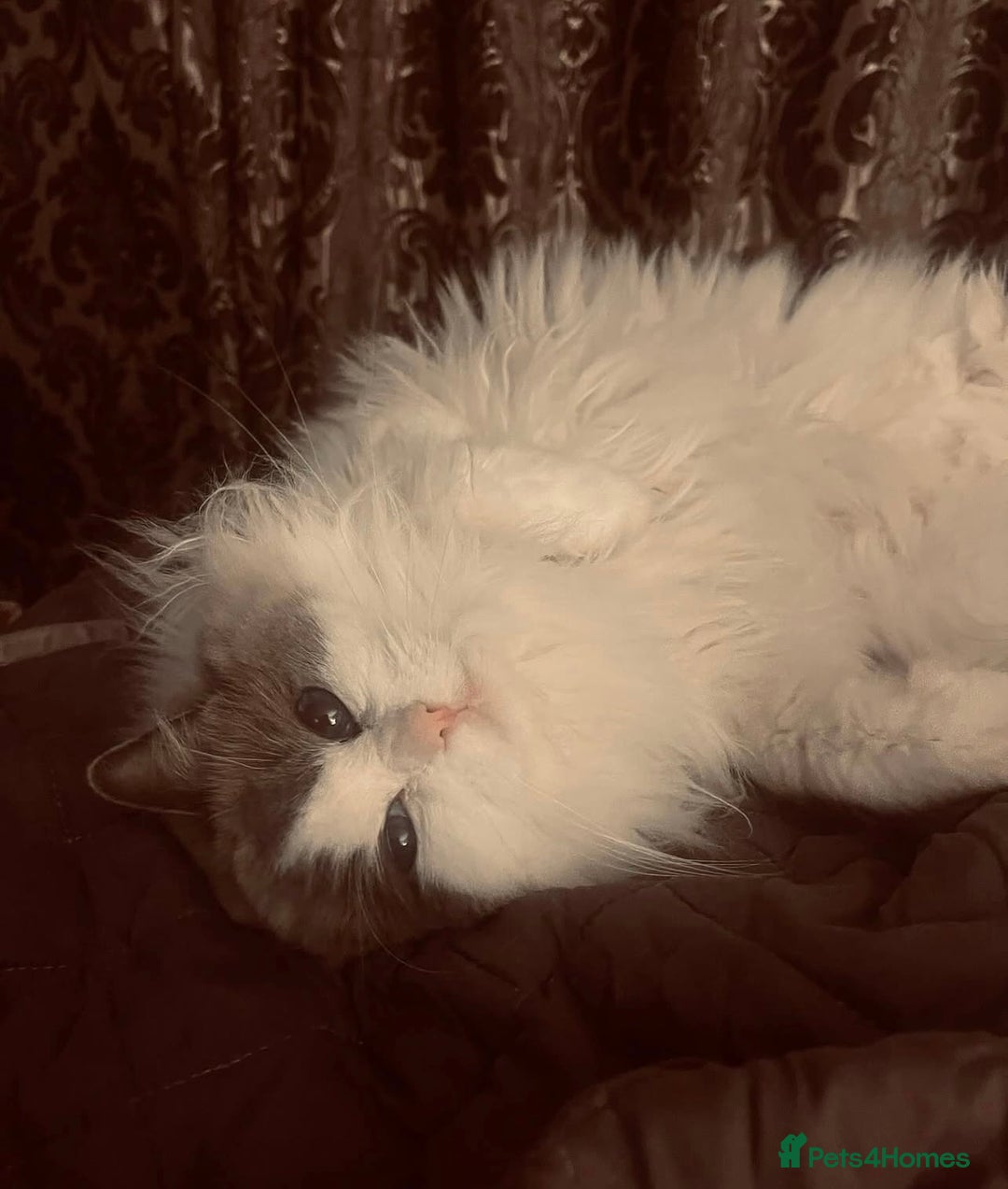 Ragdoll cats for sale: Beautiful Russian Ragdol cat - Advert 2