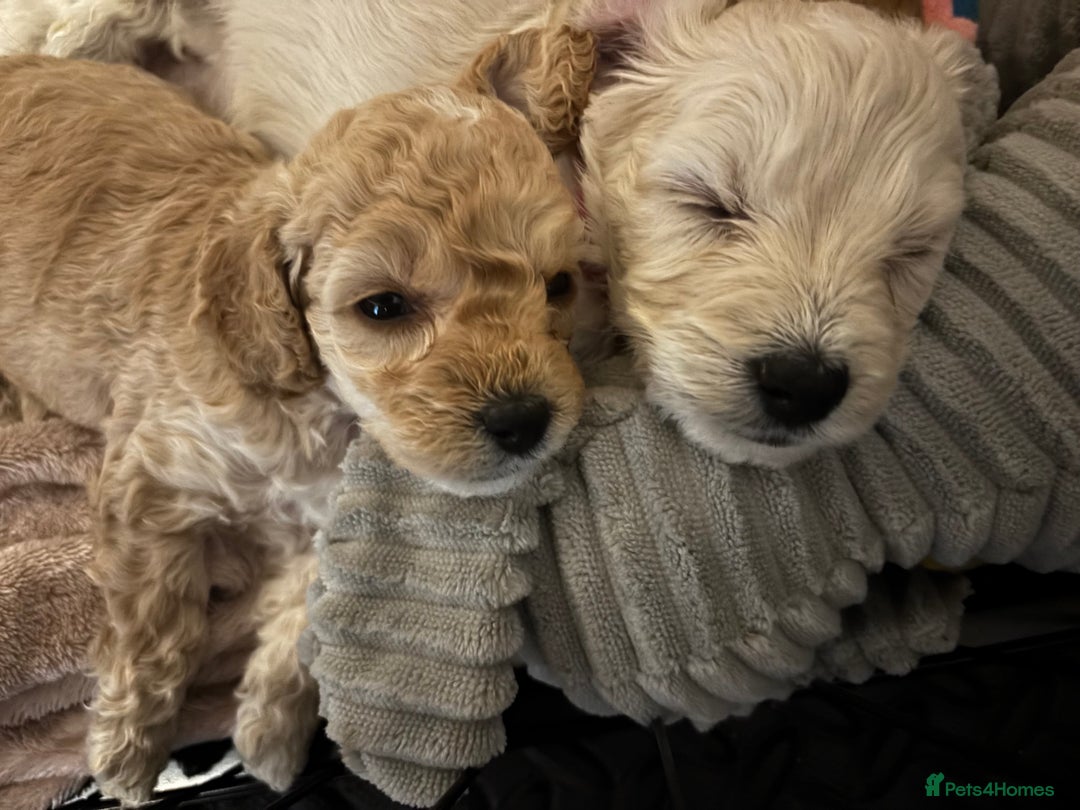 Cockapoo dogs for sale: Cockapoo puppies for sale- extensive DNA tested - Image 1