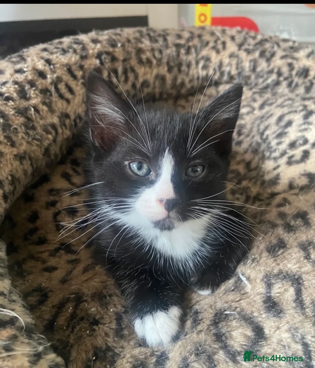 Mixed Breed cats for sale: Adorable kittens for sale - Advert 2