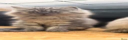 British Longhair cats for sale: Rainbow litter of show quality kittens  - Advert 9