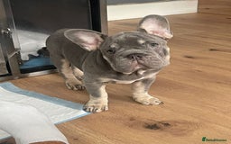 French Bulldog dogs for sale: Reduced Fench bulldogs open to closet offer - Image 24