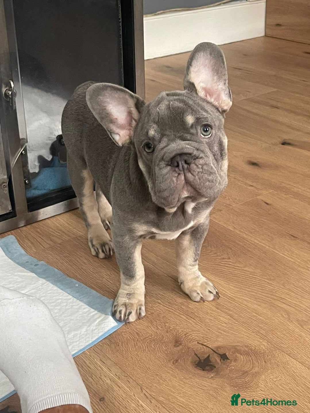 French Bulldog dogs for sale: Reduced Fench bulldogs open to closet offer - Image 24
