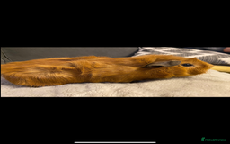 Guinea Pig rodents for sale: 2 male Guiena pigs for sale - Image 5
