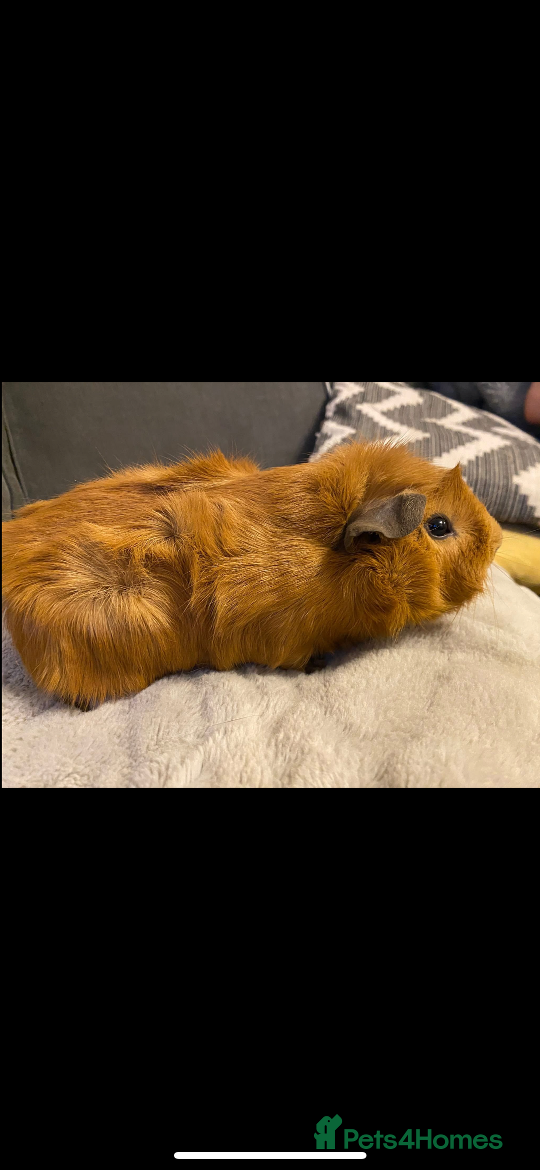 Guinea Pig rodents for sale: 2 male Guiena pigs for sale - Image 5