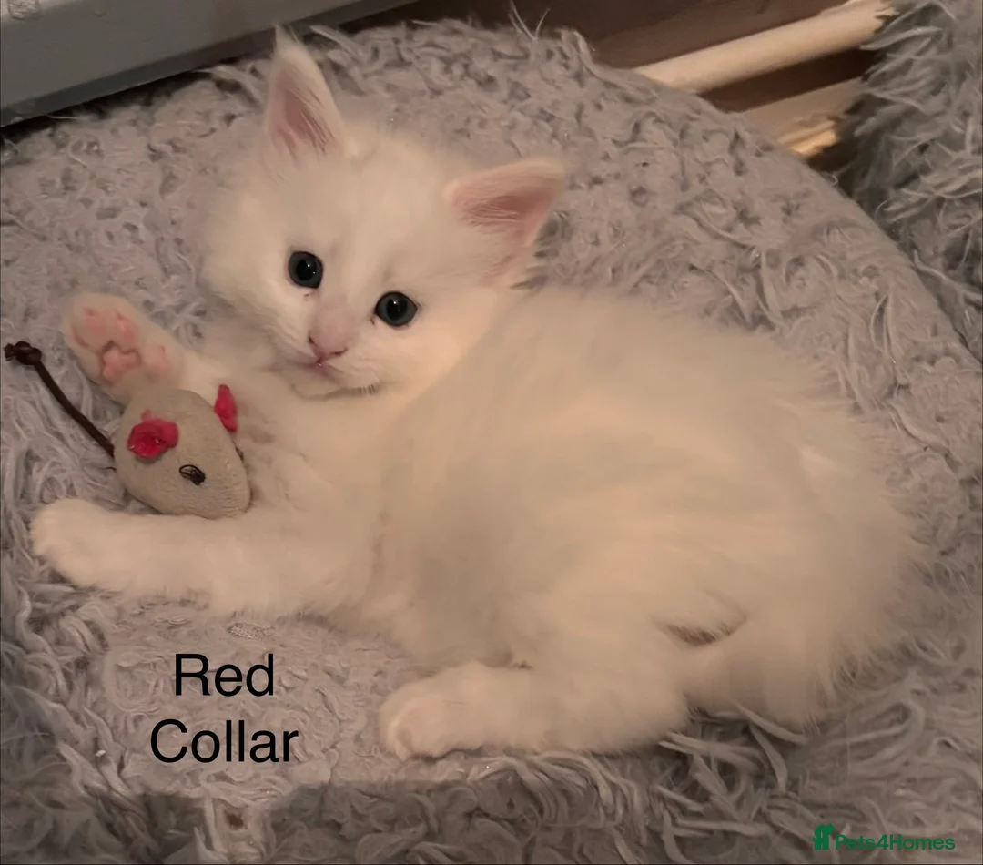 Maine Coon cats for sale: Council licensed TICA white Maine Coon kitten BAER - Advert 2
