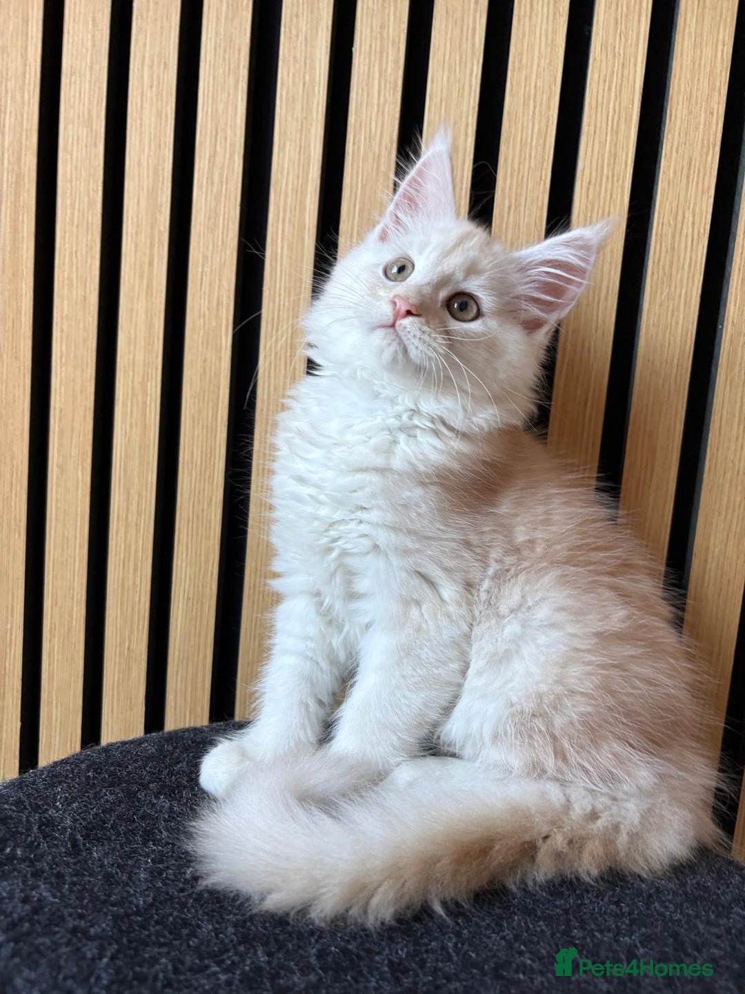 Maine Coon cats for sale: XL Maine Coon Kittens for Sale – TICA Reg - Advert 34