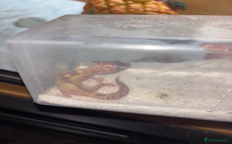 Gecko reptiles - Advert 1