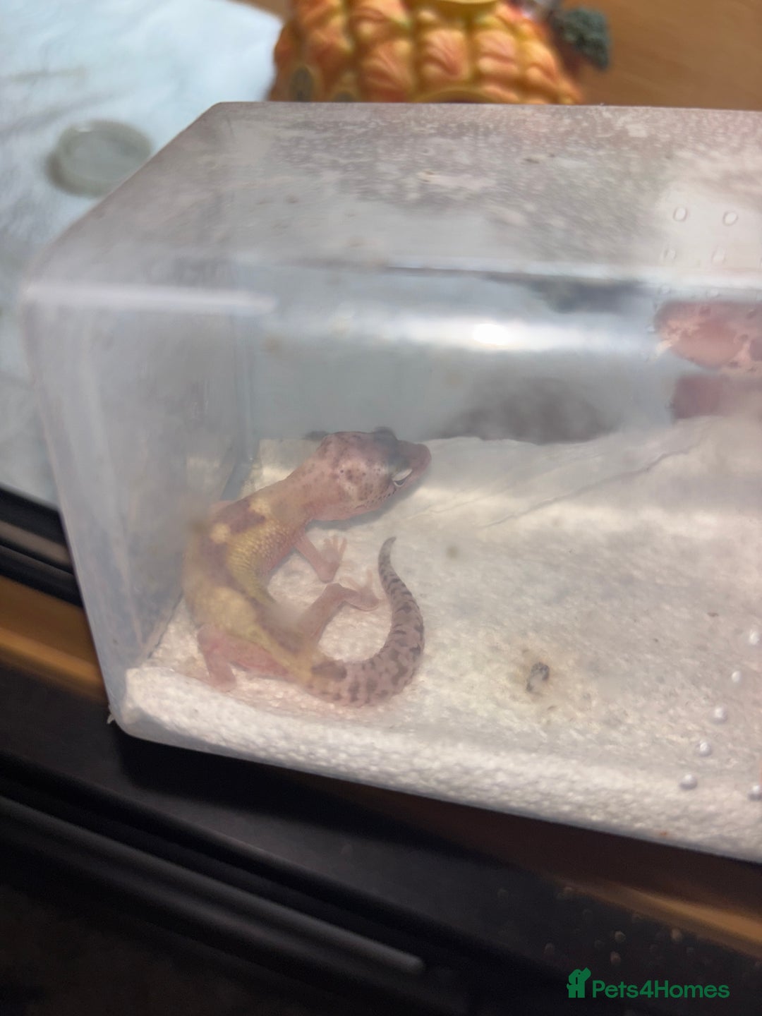 Gecko reptiles for sale: Baby leopard gecko hatchling  - Image 1