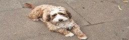 Cavapoo dogs for sale: Adult F1b Cavapoo Girl  - Advert 3