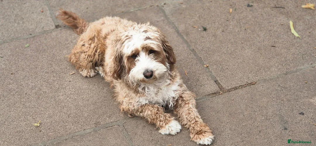 Cavapoo dogs for sale: Adult F1b Cavapoo Girl  - Advert 3