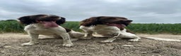English Springer Spaniel dogs for sale: KC registered Springer Spainel  - Advert 12