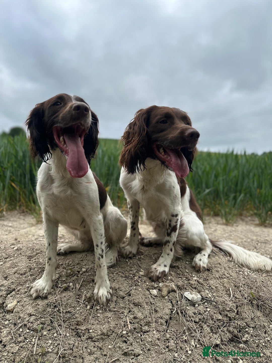 English Springer Spaniel dogs for sale: KC registered Springer Spainel  - Advert 12