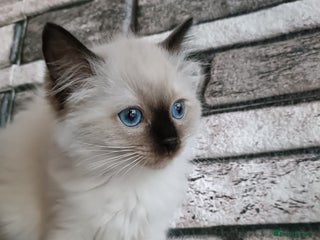 Ragdoll cats Pure lovely ragdoll 🐱Just girl left - Advert 12