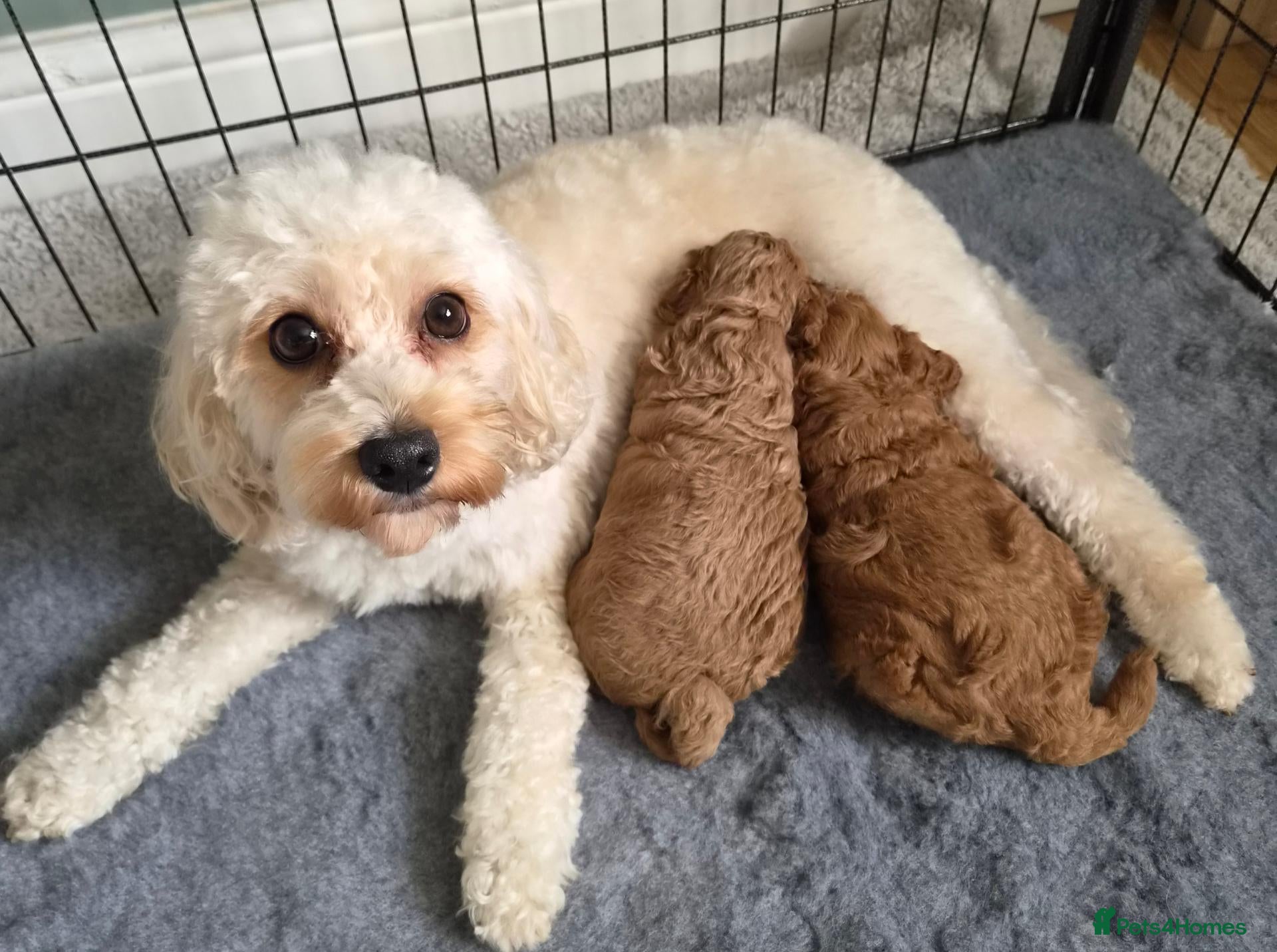 Cockapoo dogs Adorable Fox Red Cockapoo Pups Ready 17th October - Advert 2