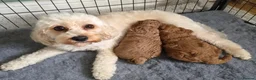 Cockapoo dogs for sale: Adorable Fox Red Cockapoo Pups Ready 17th October - Advert 9