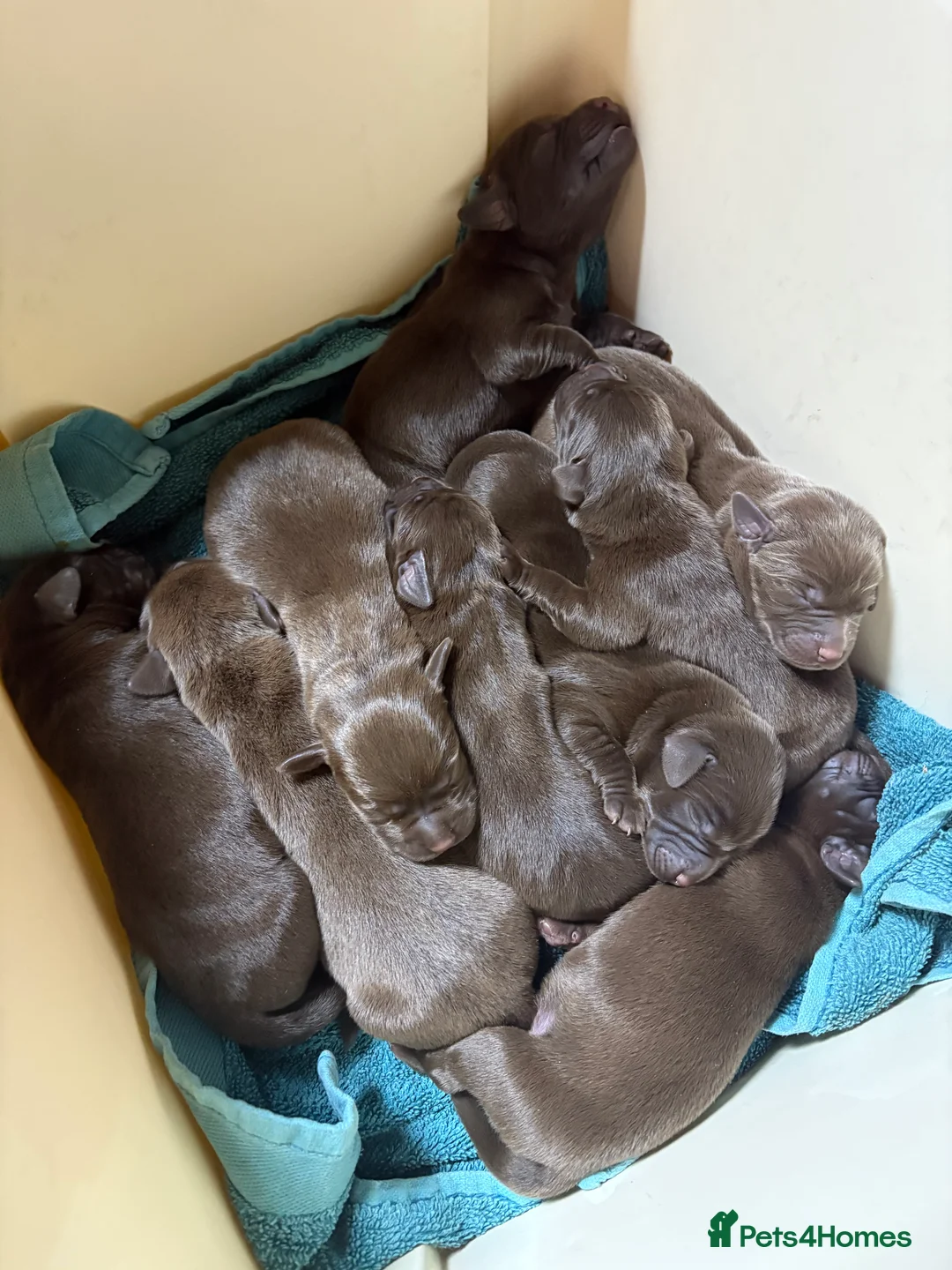 Labrador Retriever dogs for sale: 8 high quality game chocolate Labrador’s - Advert 6