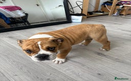 English Bulldog dogs for sale: BRITISH BULL DOG - Image 15