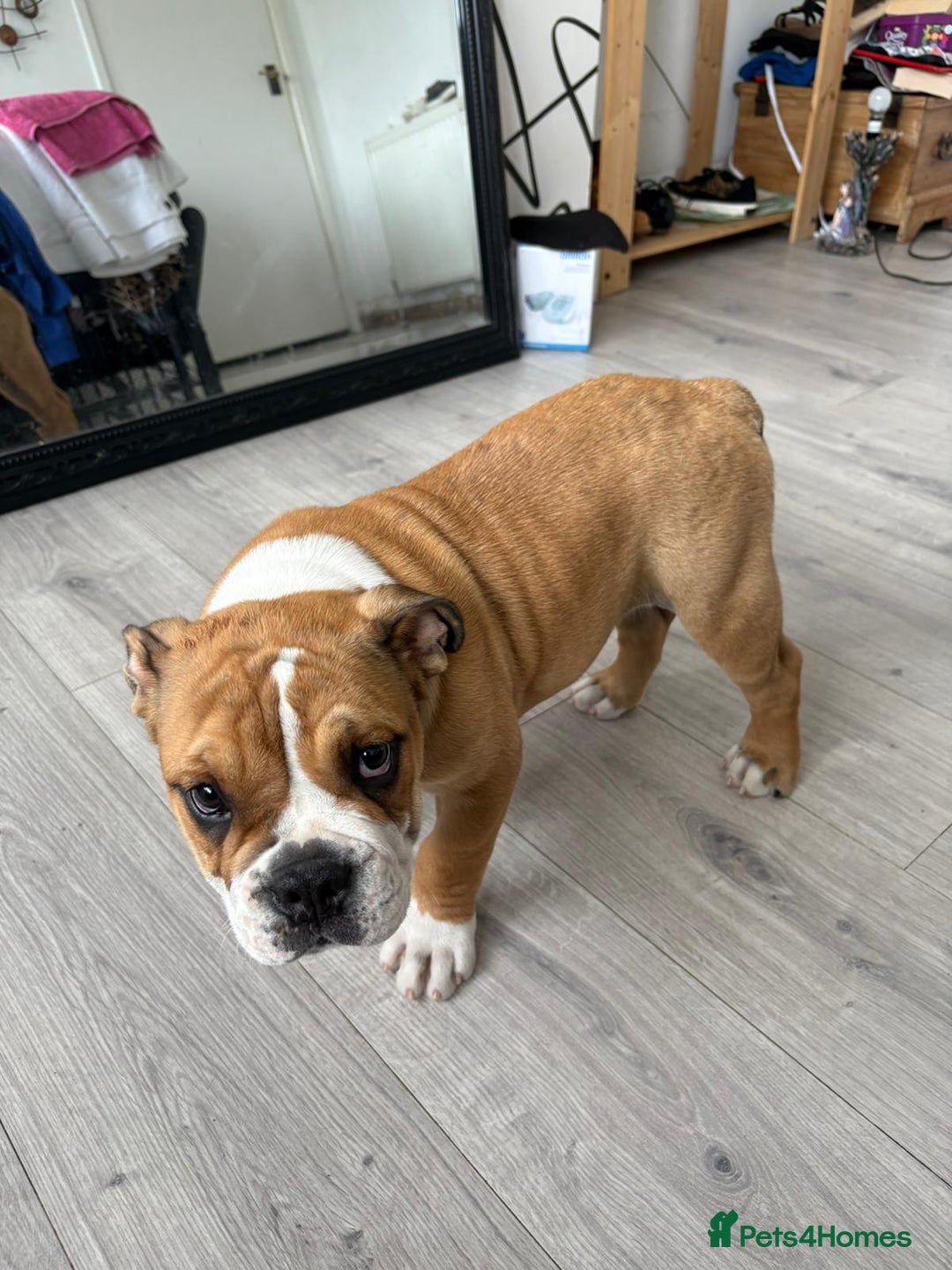 English Bulldog dogs for sale: BRITISH BULL DOG - Image 15