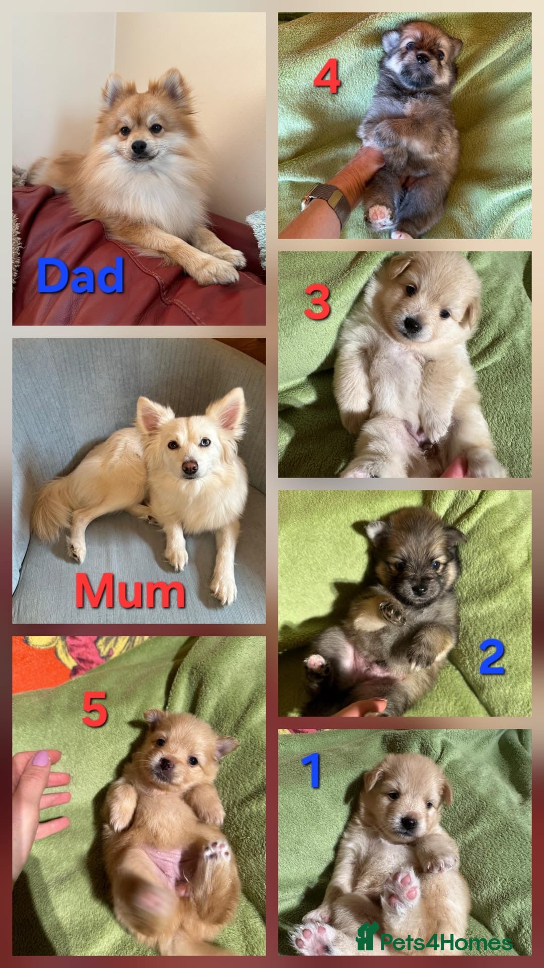 Pomsky dogs for sale: Amazing pomsky puppies - Advert 1