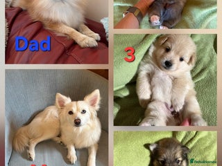 Pomsky dogs for sale: Amazing pomsky puppies - Advert 1