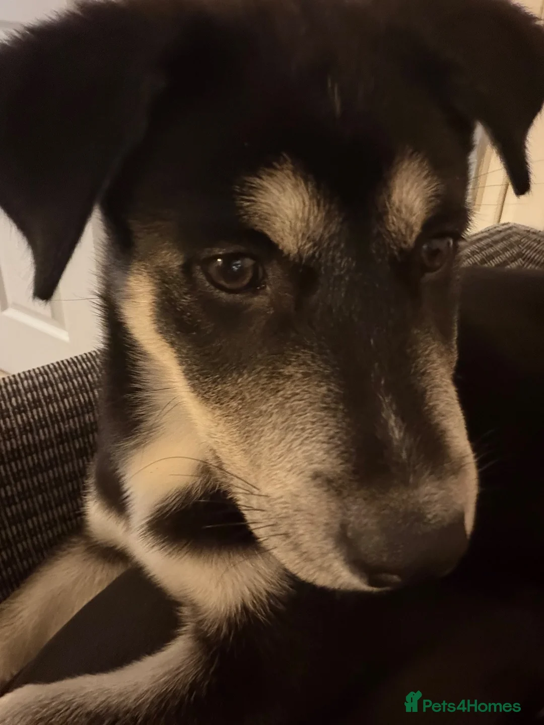 Mixed Breed dogs for sale: Beautiful Male huskador in Chorley - Advert 2