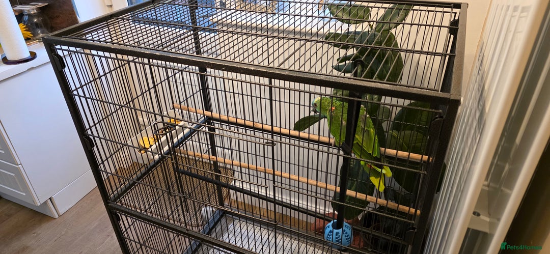 Parrots birds for sale: Quiet Blue Fronted Amazon Parrot - Image 10