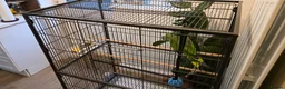 Parrots birds for sale: Amazon Parrot Yellow Blue Headed Orange Wing in Littleborough - Advert 10
