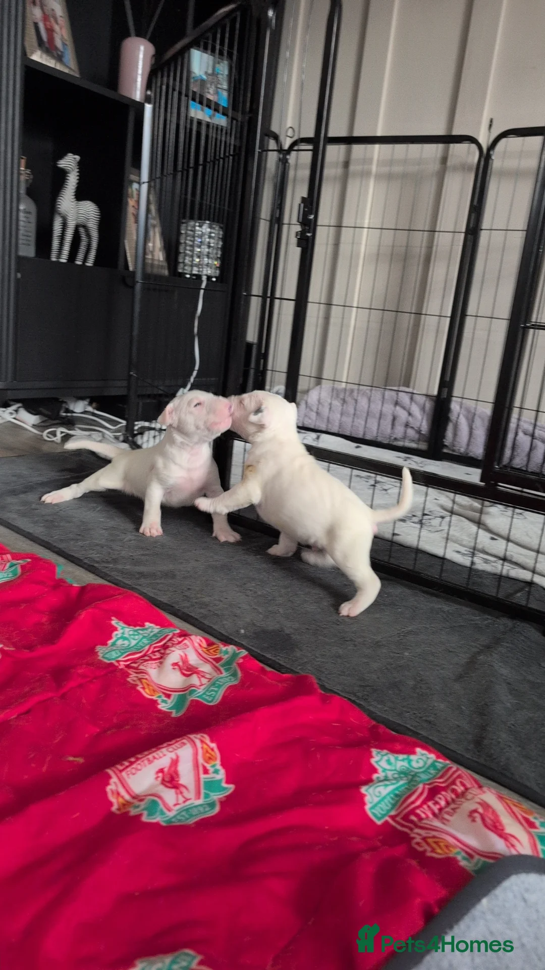 English Bull Terrier dogs for sale: English bull terrier puppies in Tipton - Advert 8