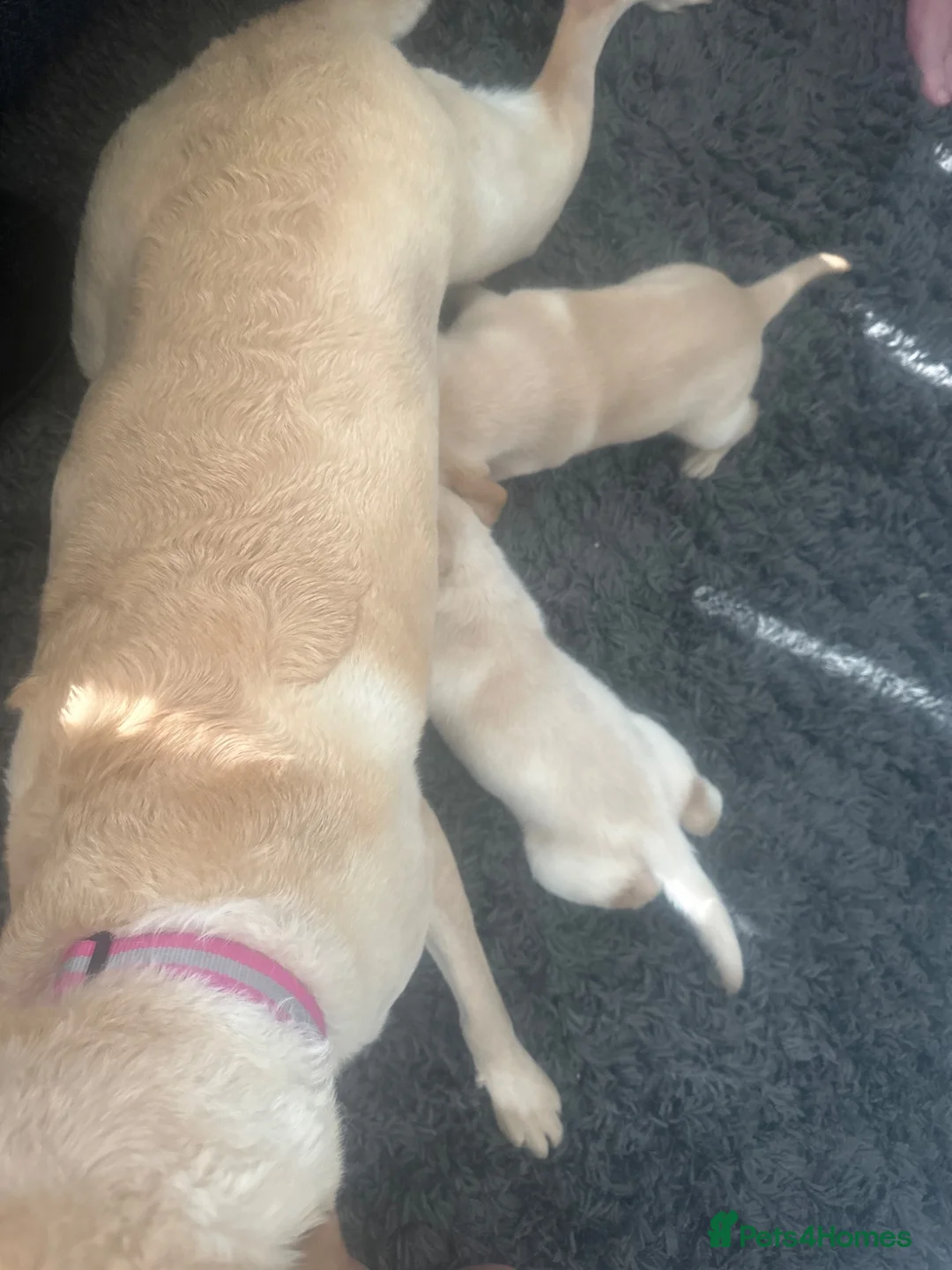 Labrador Retriever dogs for sale: Labrador puppies - Advert 1